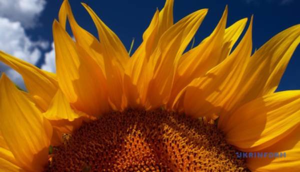 Вартість придбання соняшника збільшилась за тиждень більш ніж на 500 гривень за тонну. 2 Вартість придбання соняшника збільшилась за тиждень більш ніж на 500 гривень за тонну. 2