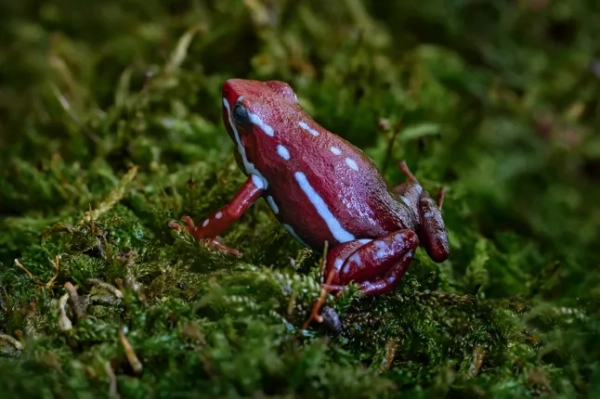 Секретна російська лабораторія, яка розробила «Новачок», «також стоїть за токсином дроликової жаби» 8 Отруйна стрілоподібна жаба Ентоні, Epipedobates anthonyi, навколо Ріо-Саладільйо, Аргентина. Синя та темно-червона отруйна амфібія в природному середовищі існування. Дика природа Аргентини, зелений мох з жабою.