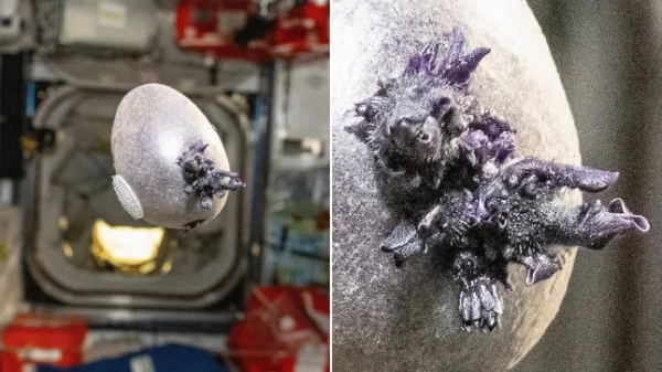 Дивні, «схожі на інопланетних» фіолетові паростки проростають з картоплі, вирощеної на МКС 2