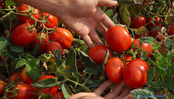 В Україні росте ціна на парникові томати 2