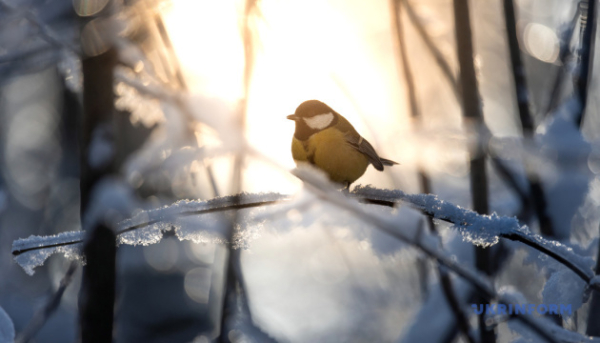 Прокуратура через суд хоче зобов’язати Київраду встановити межі заказника «Совська Балка»
