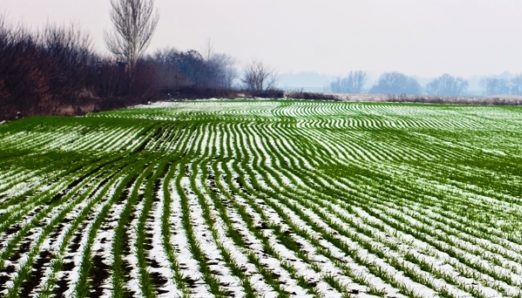 Більшість посівів озимини в Україні в доброму стані - ВАР 2