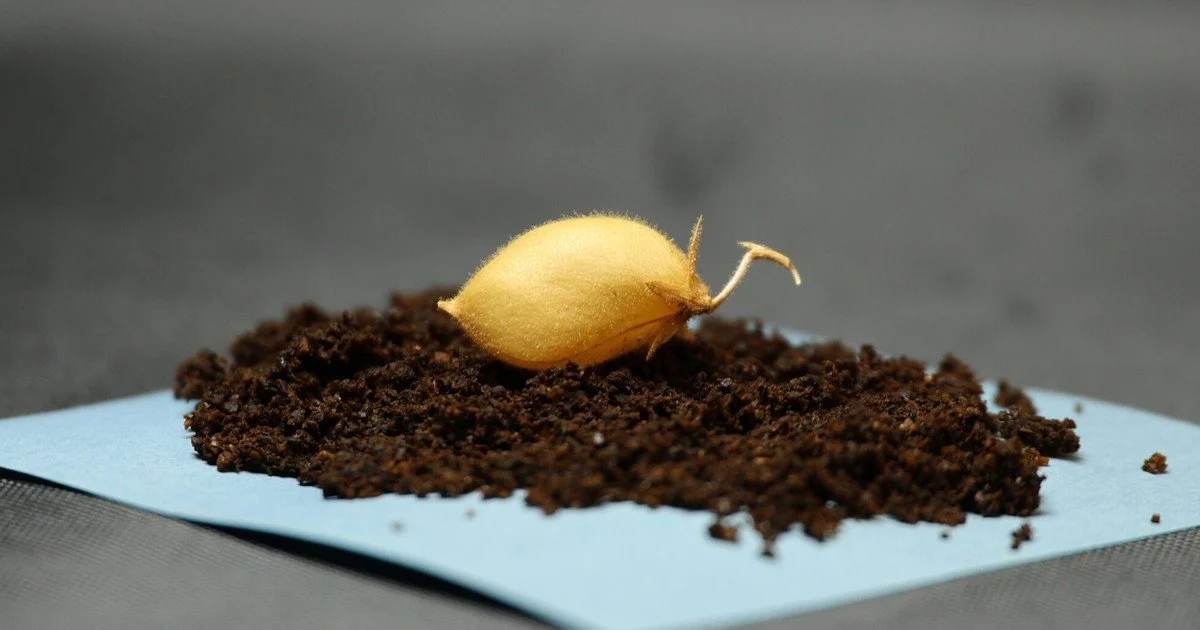 Вирощування нуту в «місячному ґрунті». Фото: Інститут геофізики Техаського університету