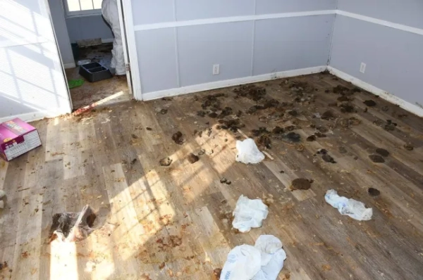 Мати та вітчим зіткнулися звинуваченнями у жорстокому поводженні з дітьми після того, як чиновники заявили, що вони переїхали до Флориди, залишивши свою 14-річну доньку в Алабамі майже рік жити самій. За даними офісу шерифа округу Мобіл, підліток залишився жити сам із сімома собаками в мобільному будинку, покритому сечею, фекаліями, тарганами та сміттям. За словами чиновників, одну з собак знайшли мертвою в шафі. Батьків звинувачують у переїзді за годину їзди до Пенсаколи, штат Флорида, зі свого будинку в окрузі Мобіл у лютому минулого року. Розслідування розпочалося в неділю, коли співробітники магазину Dollar General викликали поліцію, оскільки побачили, як дівчинка спотикається дорогою перед магазином. За словами помічників шерифа, дівчинка відчувала запаморочення та біль у шлунку. Її доставили до лікарні для надання допомоги, де її опитали детективи. Під час допиту дівчинка сказала, що живе сама зі своїми собаками в мобільному будинку приблизно з лютого минулого року – приблизно на свій 14-й день народження, повідомляє офіс шерифа. За словами офіційних осіб, дівчинка розповіла їм, що її мати, Маршель Лінн Пертілла, та вітчим, Юджин Медрано, переїхали до Пенсаколи, і що востаннє вона бачила їх 31 жовтня. Дитина розповіла владі, що спілкування з батьками відбувалося переважно через Snapchat, а мати надсилала їжу через DoorDash або Walmart. У понеділок офіс шерифа та служба контролю за тваринами Prichard Animal виконали ордер на обшук у будинку, де жила дівчинка. Посадовці повідомили, що внутрішня частина причепа була вкрита сечею, фекаліями, тарганами та сміттям. На території було знайдено сім собак, зокрема одну собаку, яку знайшли мертвою в шафі. Решту собак забрали співробітники служби контролю за тваринами Prichard Animal Control. Детективи також знайшли рукописний лист від дівчинки під назвою «Скільки разів мама каже мені, що не може мене забрати!?». Повідомляється, що в листі було 87 позначок. Детективи знайшли батьків та допитали їх. В офісі шерифа повідомили, що коли Пертіллу запитали, чому її доньку залишили саму, вона заявила, що це тому, що дівчинка не хотіла залишати своїх тварин-помічників. Незрозуміло, чи були серед знайдених у будинку собаки-помічники. Матері та вітчиму висунули звинувачення у жорстокому поводженні з дітьми та тваринами. Їх доставили до в'язниці округу Мобіл.